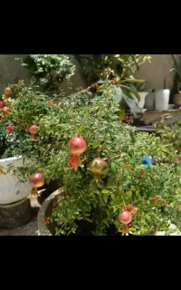 درختچه انار و گوجه