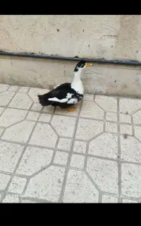 پرنده