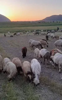 گوسفندوبره