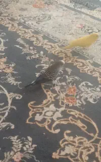 فروش یک جفت مرغ عشق