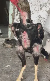 خروس لاری