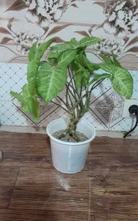 گل خرگوشی