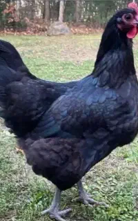 مرغ و خروس سربری مشکی و سفید ذبح تلفنی انجام میشه