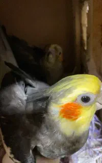 جفت عروس هلندی