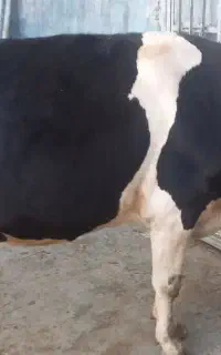 ۱ عدد گاو ماده  شکم دوم