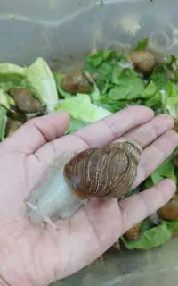 چند عددحلزون به فروش میرسد
