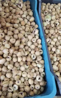 انجیر استهبان