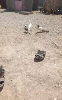 کبوتر فروشی