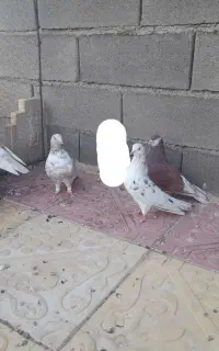 کبوتر پرشی