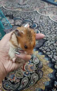 دو عدد همستر بالغ همبازی بچه ها