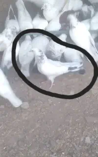 دو تا جوجه گم شده هر کی گرفته خریدارم