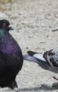 کود کبوتر فضله کبوتر