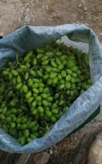 غوره. ترش و آبدار