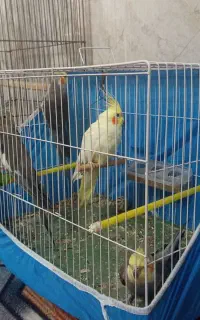 عروس هلندی