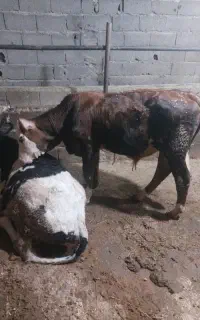 گوساله سمینتال نر