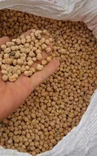 نخود