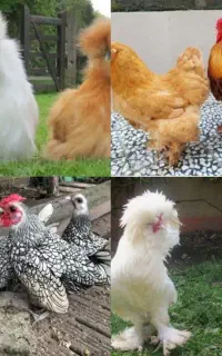 جوجه زینتی به قیمت کارخانه