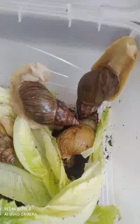 حلزون
