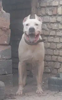 سگ داگو آرژانتینی اصیل آماده