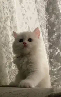 بچه گربه