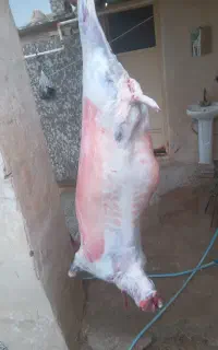 گوشت گوسفندی خورشتی۱و۱۰۰