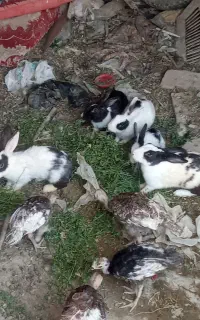 خرگوش