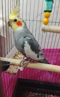 عروس هلندی نر