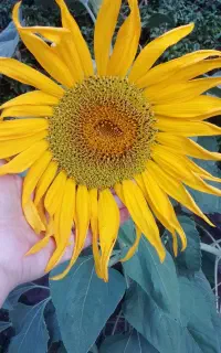 فروش سیمکارت دائمی بسیاررند،خط سیرجان