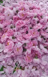 گل محمدی