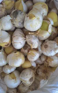 موسیر پیازی تازه