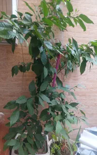 درخچه پرتقال طبیعی ۵ساله به فروش میرسد