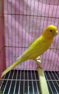 قناری دستباز دیوانه