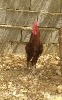 خروس دیلکونی