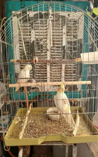 یه جفت عروس هلندی نر و ماده همراه قفس