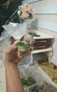 حلزون بالغ