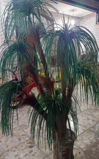 درختچه