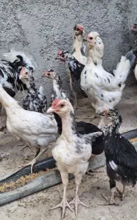مرغ خروس گلین رسمی تخم گزار