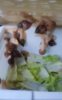 رایگان
