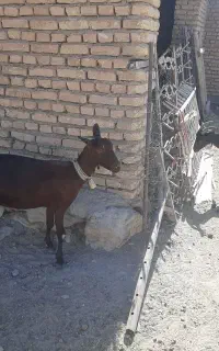 فروش بز مورسیا آبستن