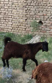 فروش بزغاله نر بسیار چاق و جوان