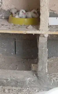یک جفت کبوتر