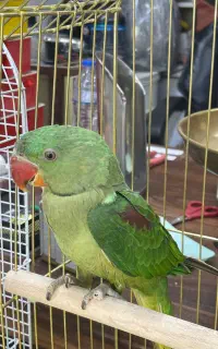 جوجه شاه طوطی ۵ ماهه نر