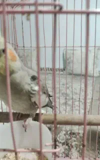 عروس هلندی ماده