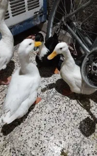 اردک