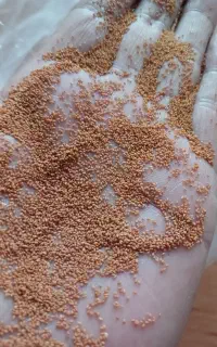 خاکشیر نو بو جاری شده عمده
