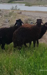 گوسفند
