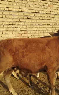 گوساله نرو ماده
