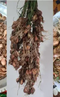 سوته پیاز امساله کیلویی ۳۵۰تومان