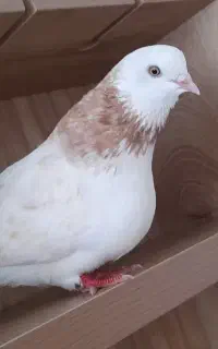 کفتر گمشده
