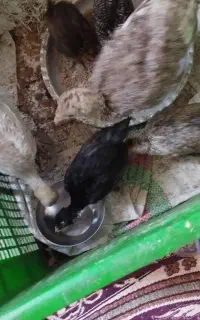 بقلمون